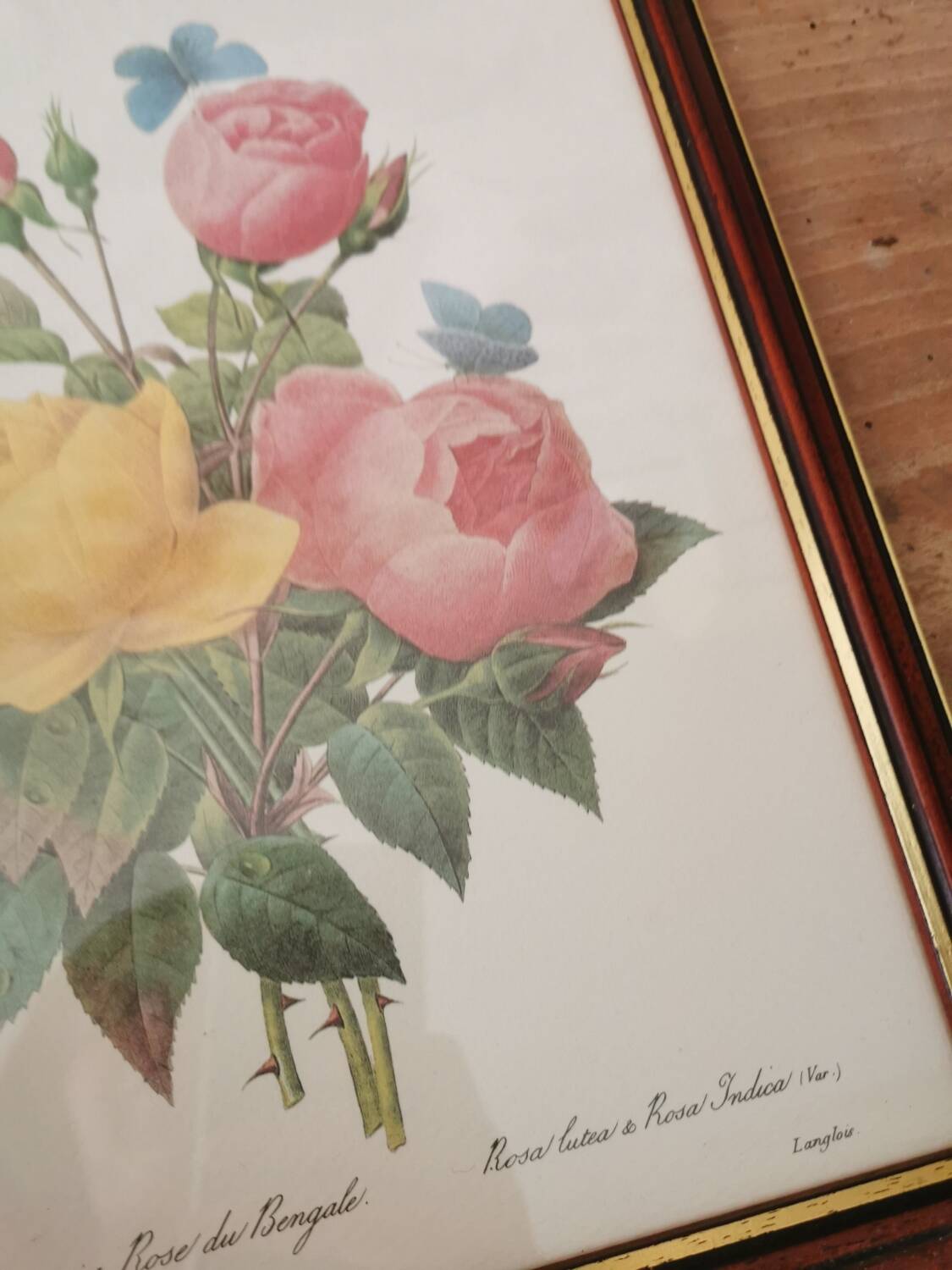 Tableau Redouté, Rose jaune et rose du Bengale.