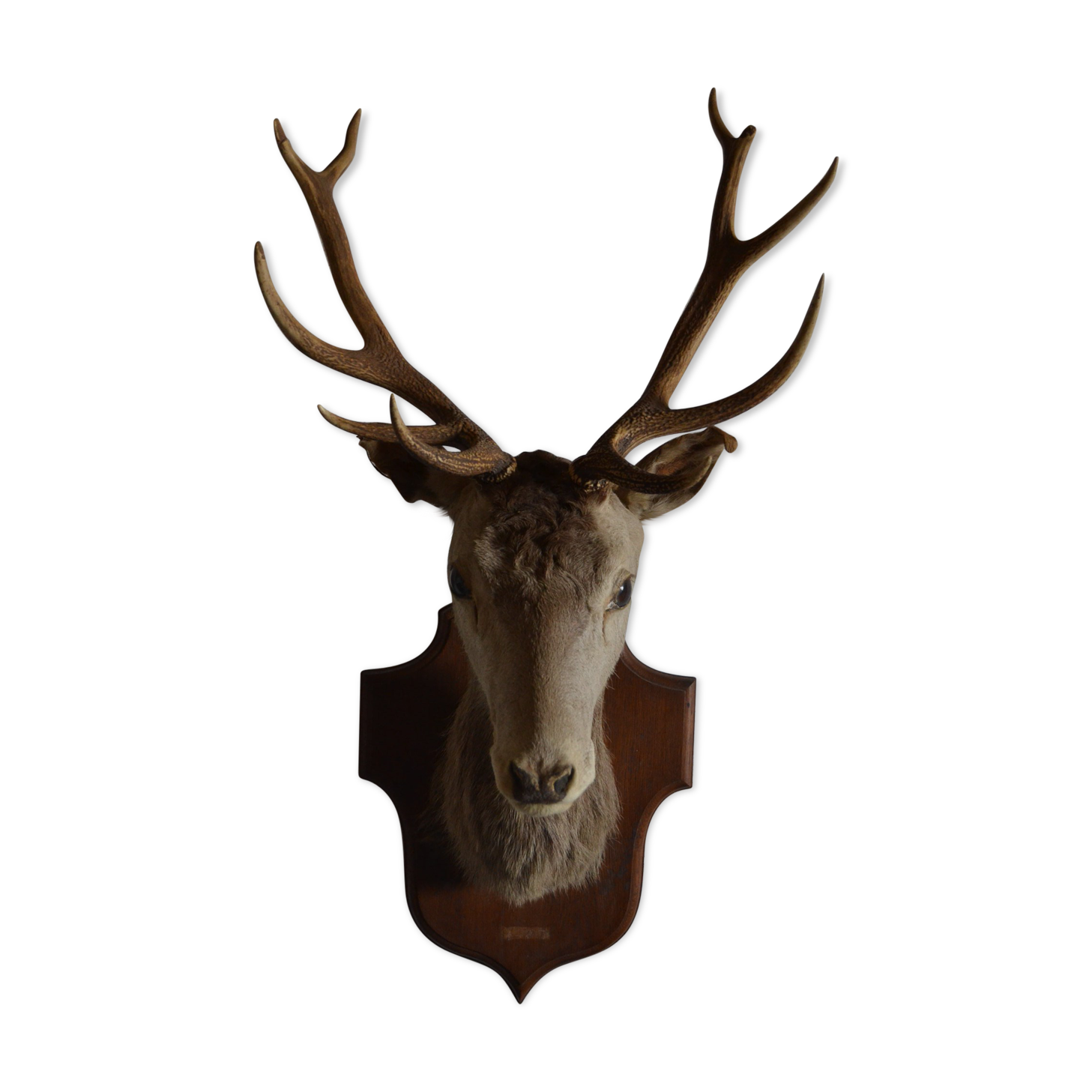 Taxidermy deer head hunting trophy