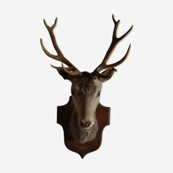Taxidermy deer head hunting trophy