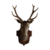 Trophée de chasse tête de cerf taxidermie