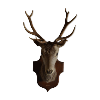 Taxidermy deer head hunting trophy