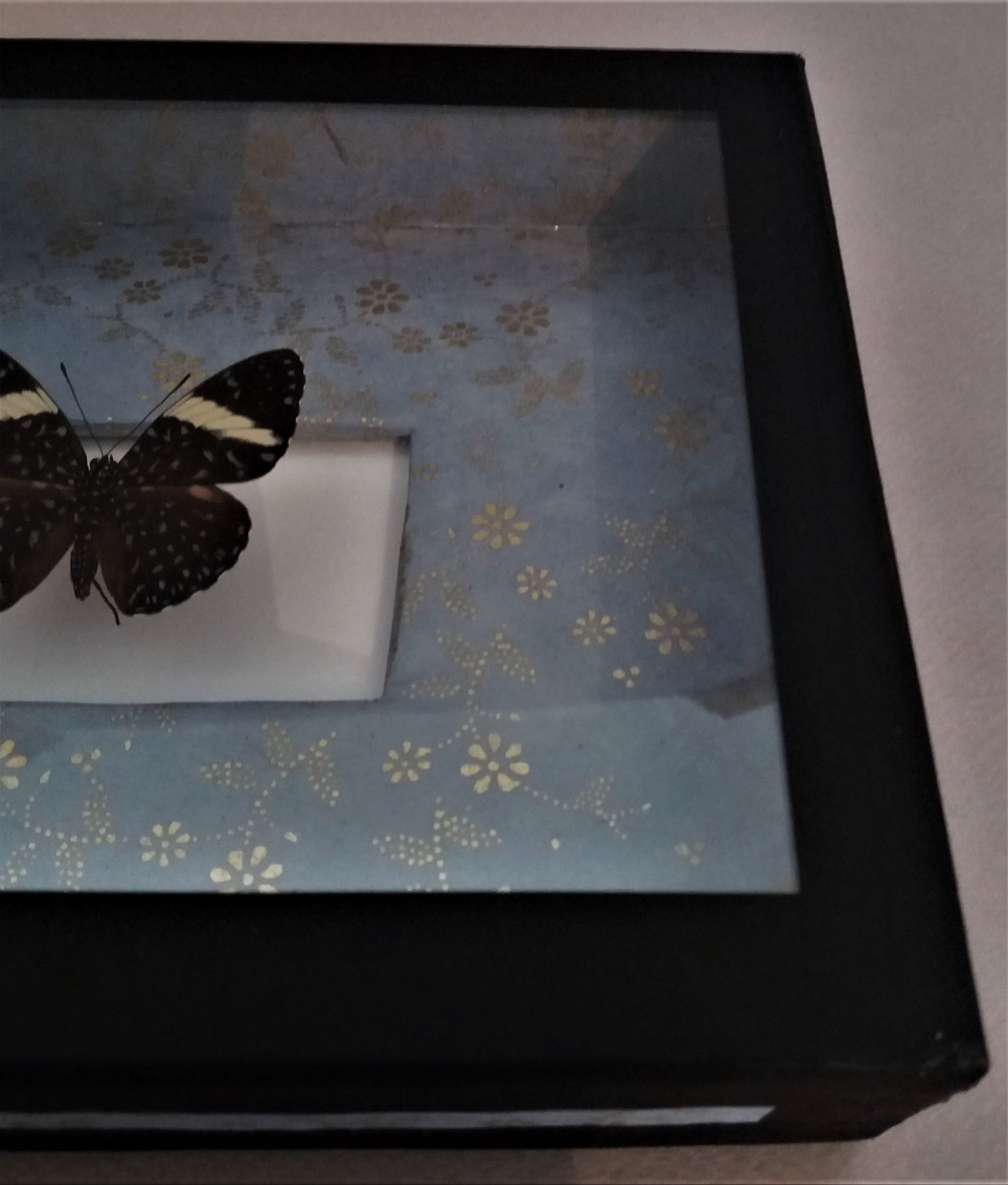 Entomology frame with butterfly hamadryas laodamia
