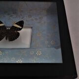 Entomology frame with butterfly hamadryas laodamia
