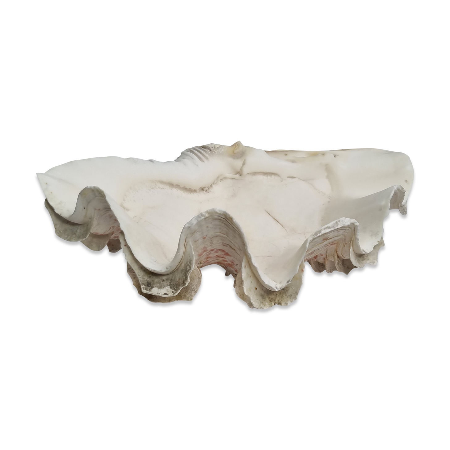 Ancient holy shell, 30 cm