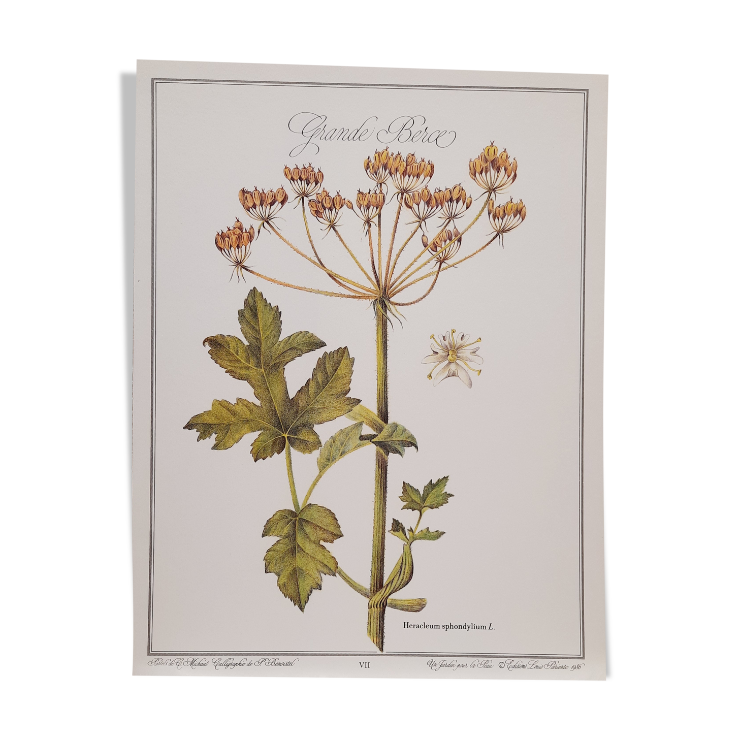 Planche botanique Grande Berce