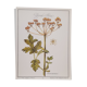 Planche botanique Grande Berce