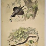Original zoological plate of 1839 " Dragon & seps "