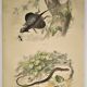 Original zoological plate of 1839 " Dragon & seps "