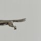 Animal knife rests set of 6