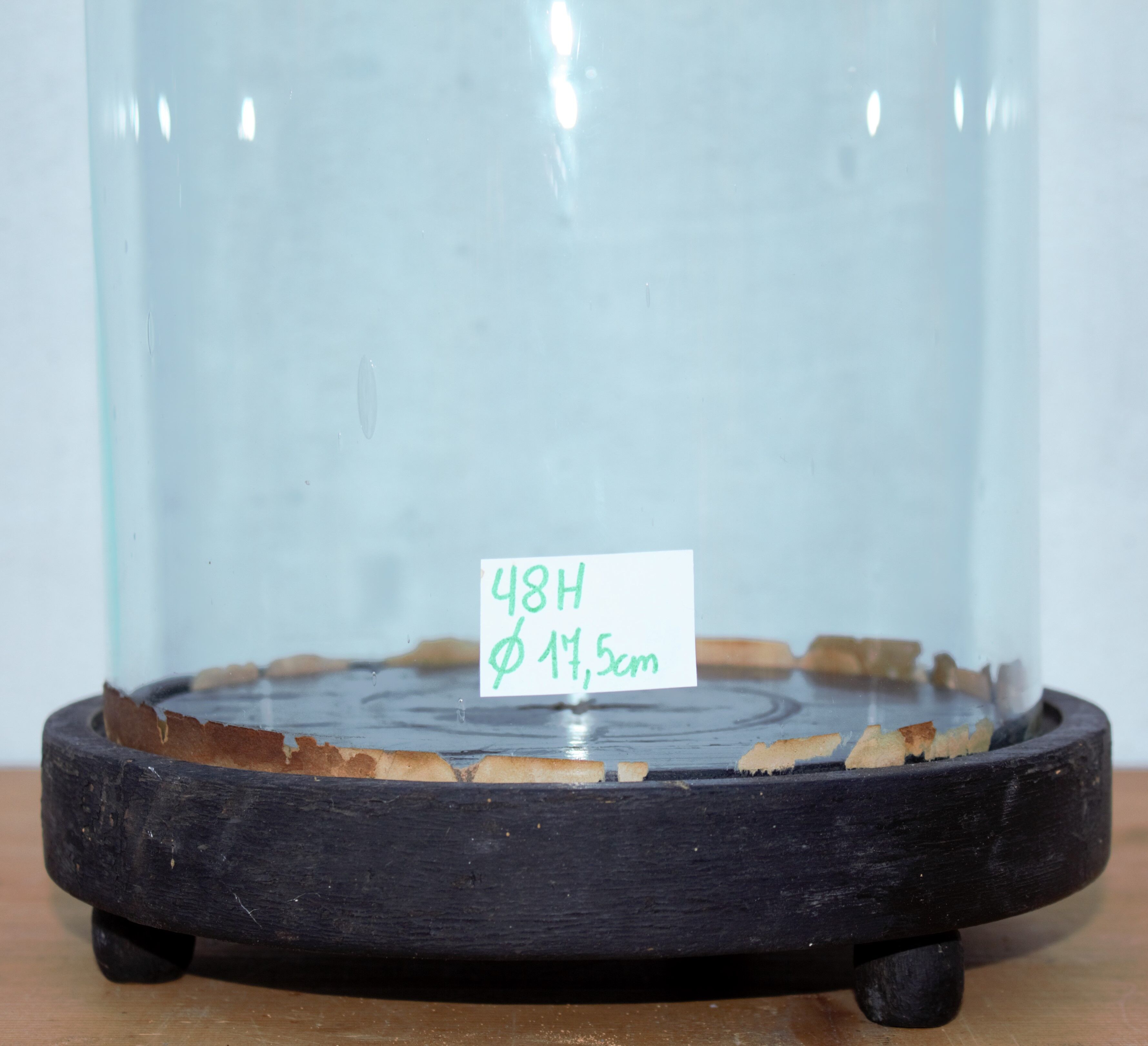 Antique cloche globe de mariée en verre rond 48 cm haute pied noir