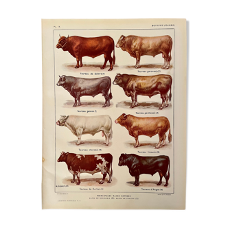 Lithograph on bulls from 1921