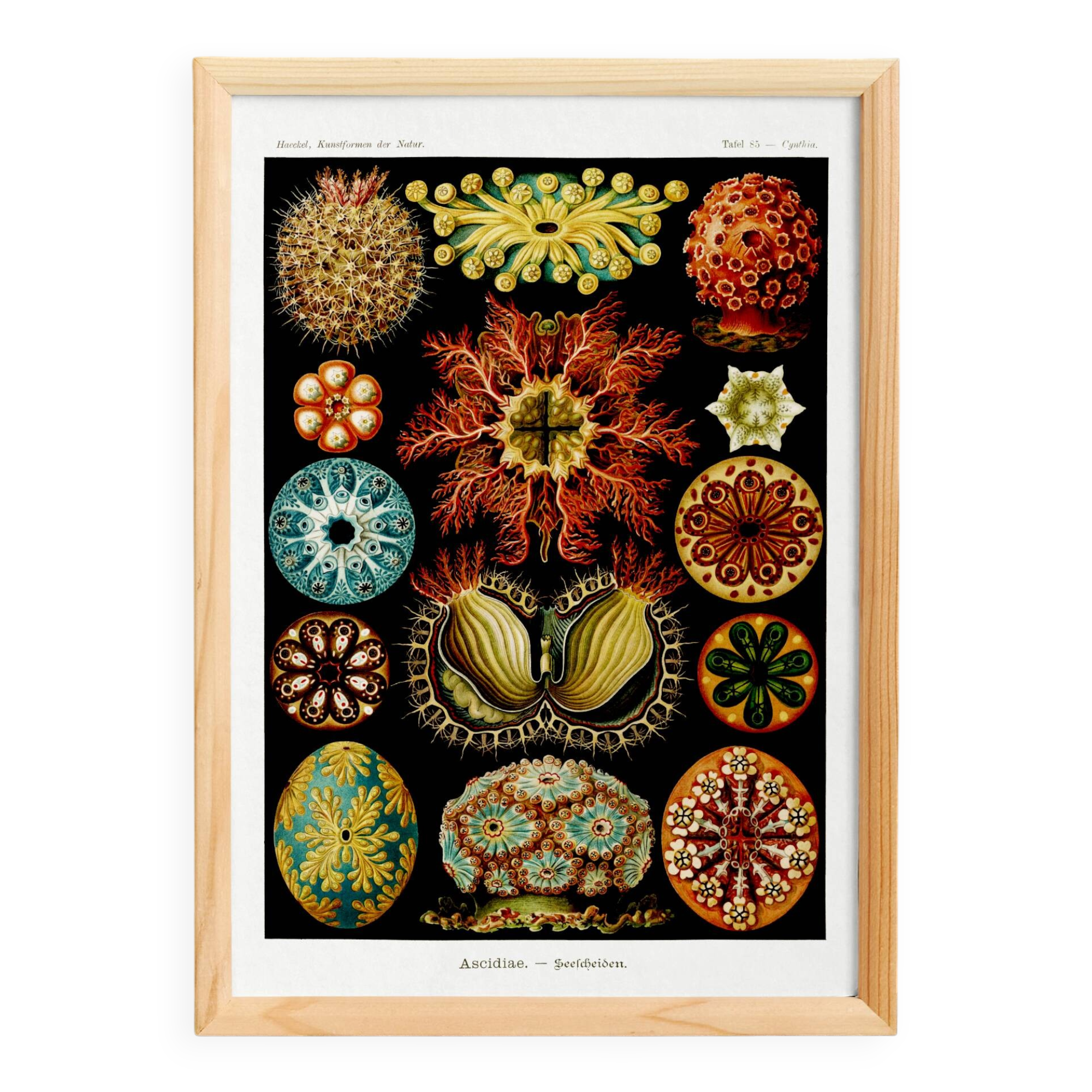 Affiche sur "Les Ascidies", d'après une lithographie ancienne de 1904.