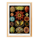 Affiche sur "Les Ascidies", d'après une lithographie ancienne de 1904.