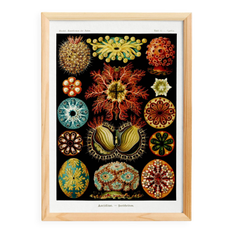 Poster for "The Ascidians", based on an old lithograph from 1904.