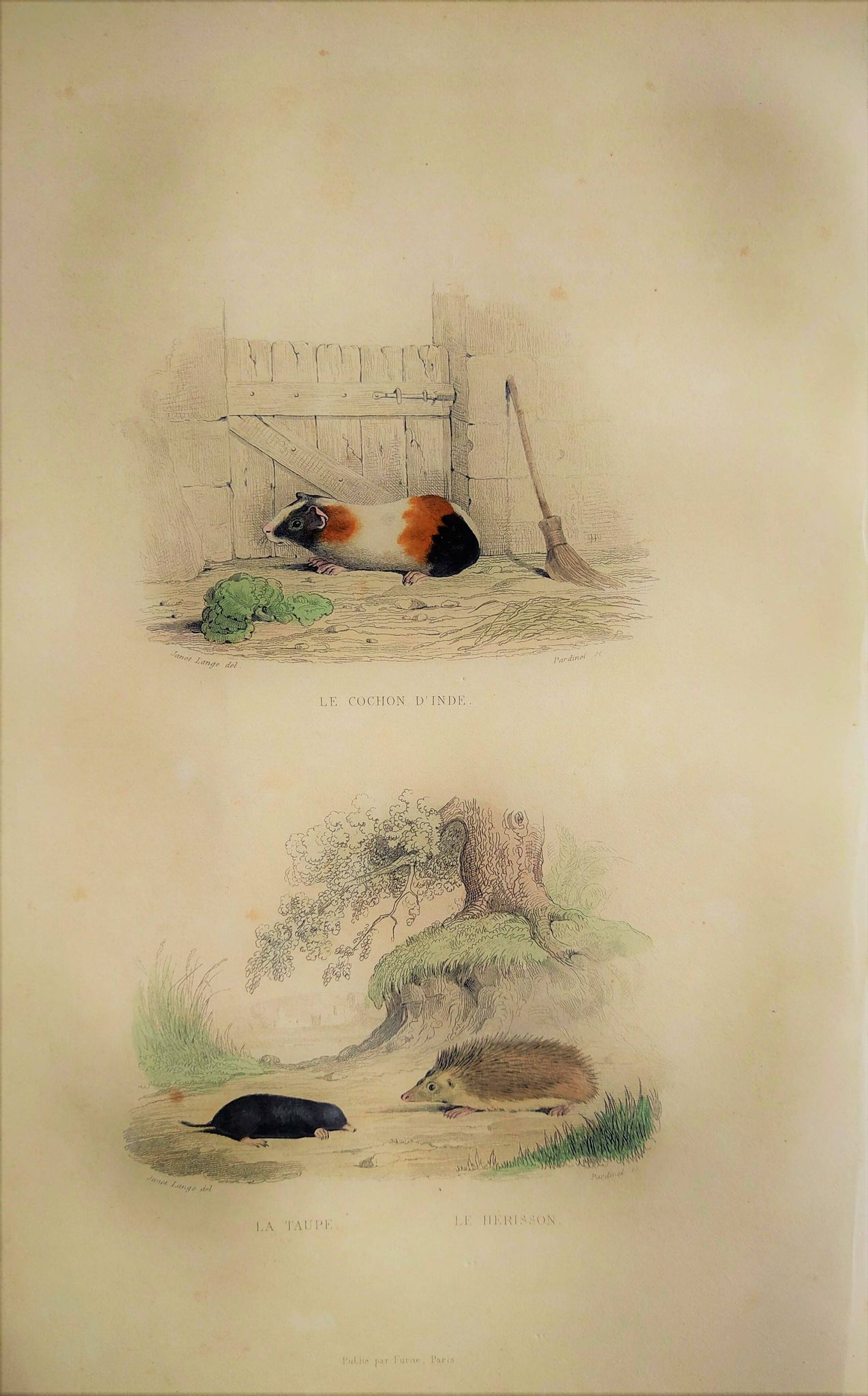 Original Zoological Plate "Guinea Pig, Mole,... - Buffon 1836