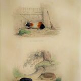 Original Zoological Plate "Guinea Pig, Mole,... - Buffon 1836