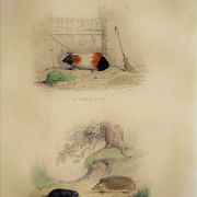 Original Zoological Plate "Guinea Pig, Mole,... - Buffon 1836