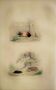 Original Zoological Plate "Guinea Pig, Mole,... - Buffon 1836