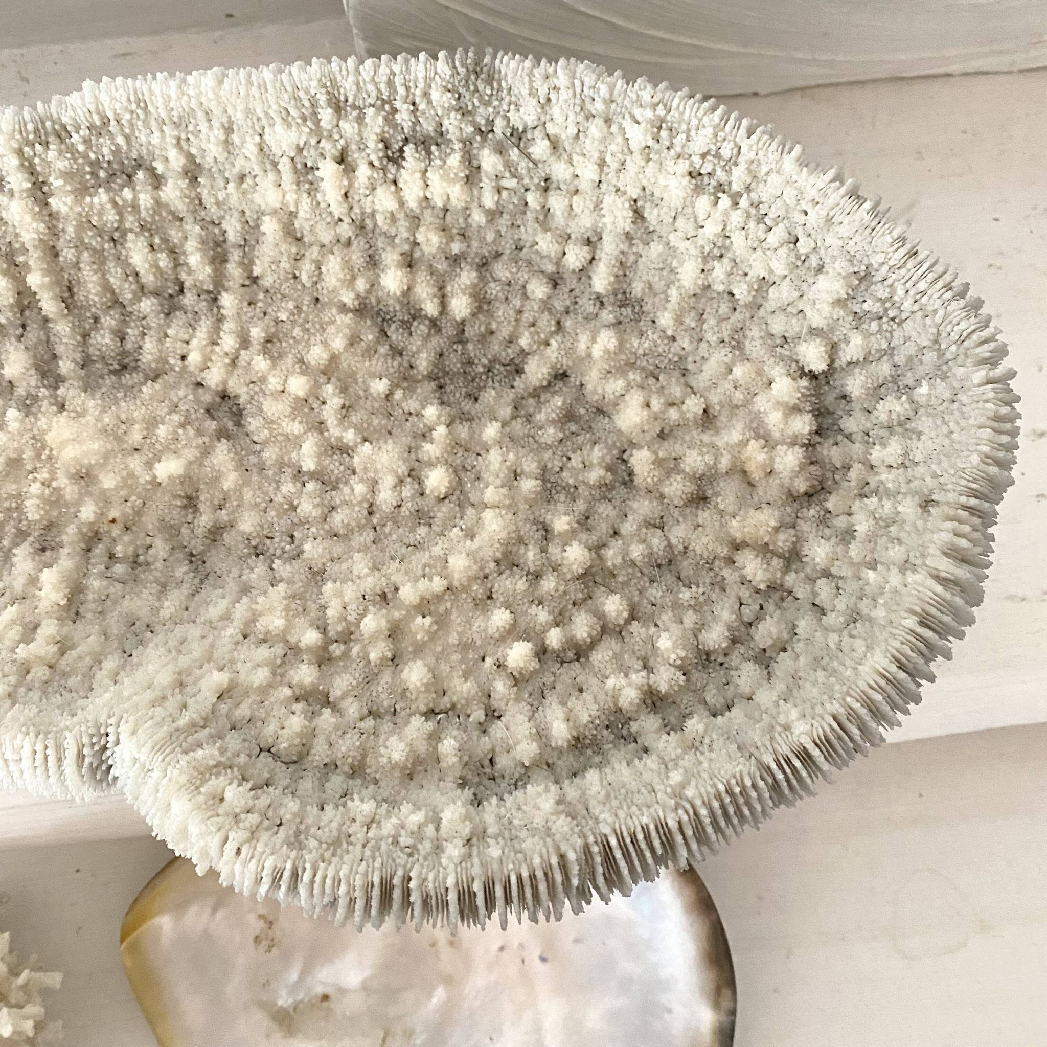Grand corail "coussin de requin" 39cm