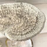 Large "shark cushion" coral 39cm