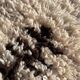 Moroccan berber carpet beni ouarain wool 90x195 cm