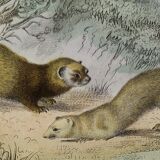 Planche zoologique originale " putois - furet - loutre - blaireau " buffon 1840
