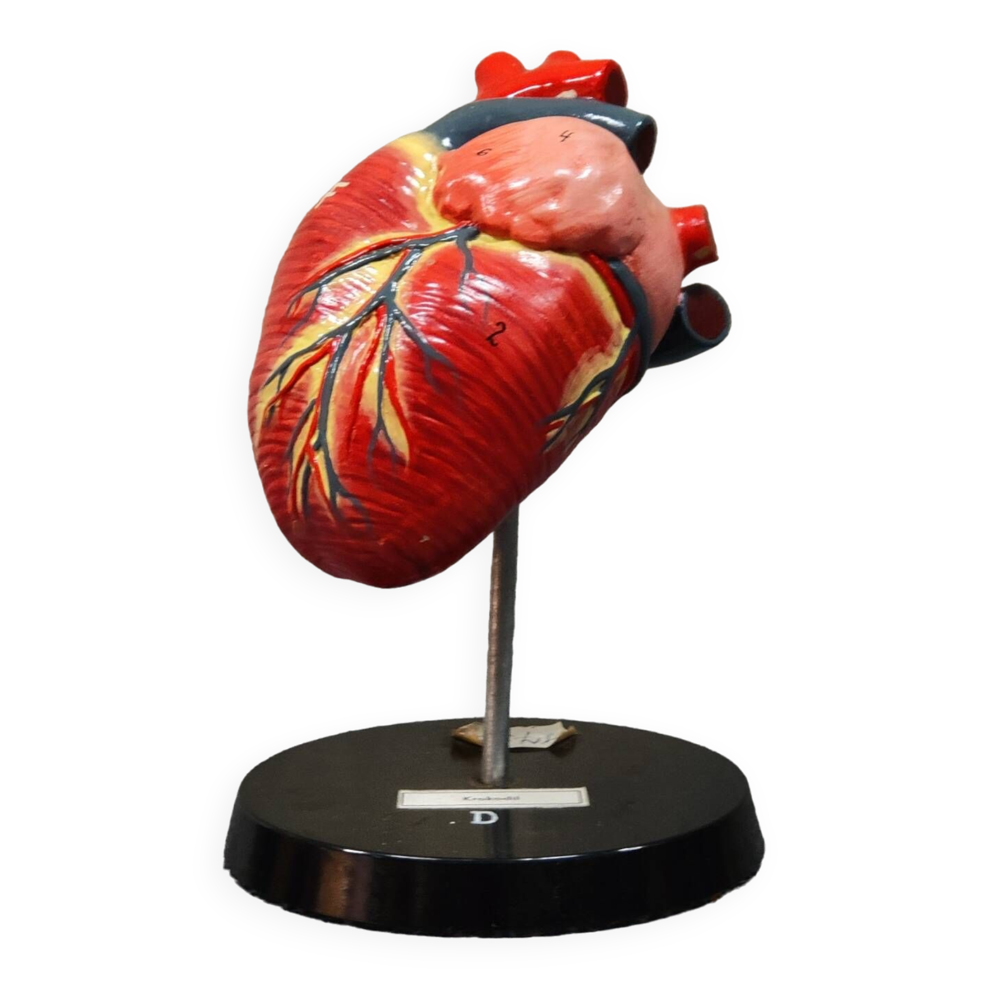 Curiosity Anatomy crocodile heart resin Czech Republic 1970