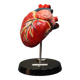 Curiosity Anatomy crocodile heart resin Czech Republic 1970