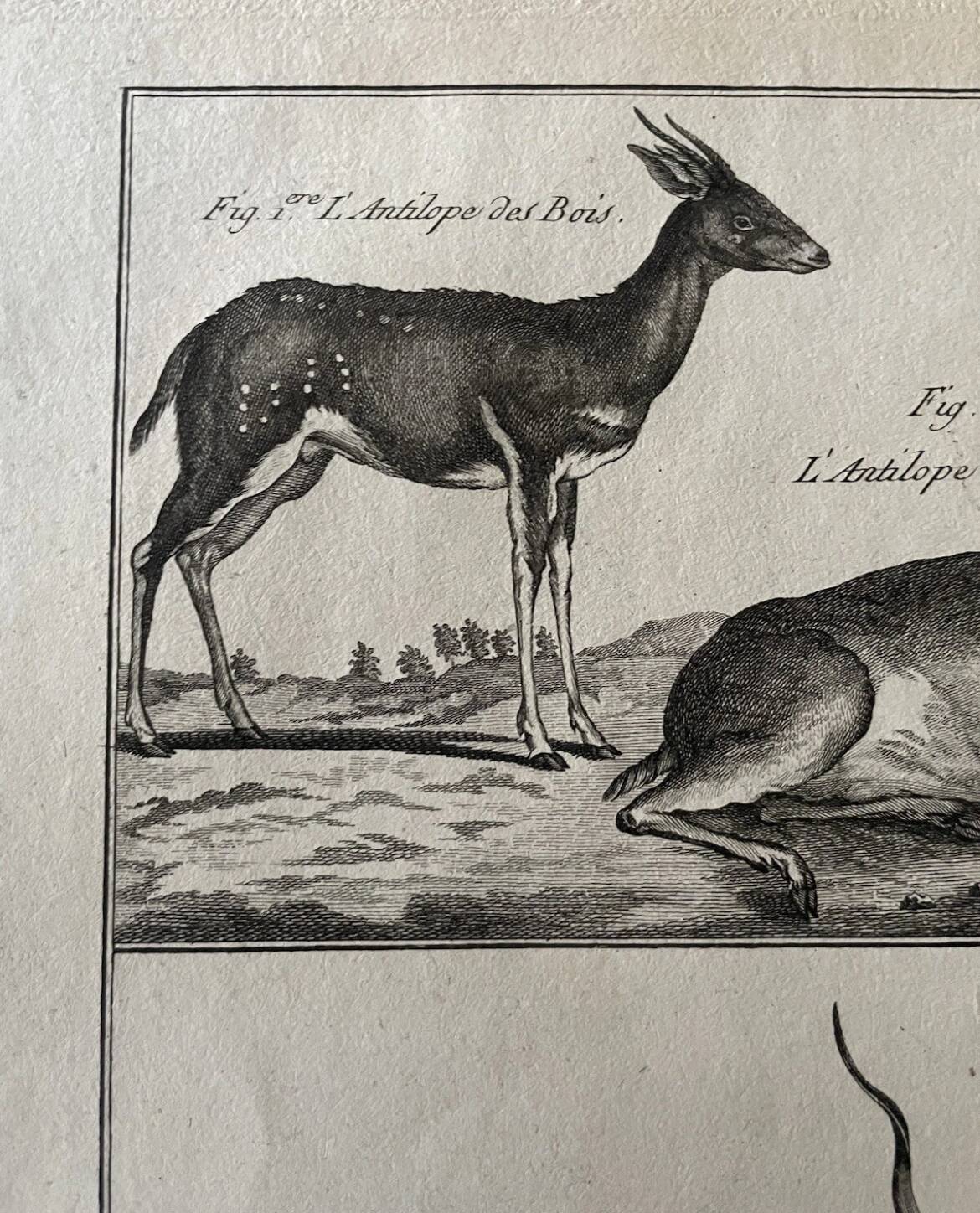 Gravure Livre ancien XVIIIe Buffon, Bonnaterre, Histoire naturelle