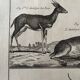 Gravure Livre ancien XVIIIe Buffon, Bonnaterre, Histoire naturelle