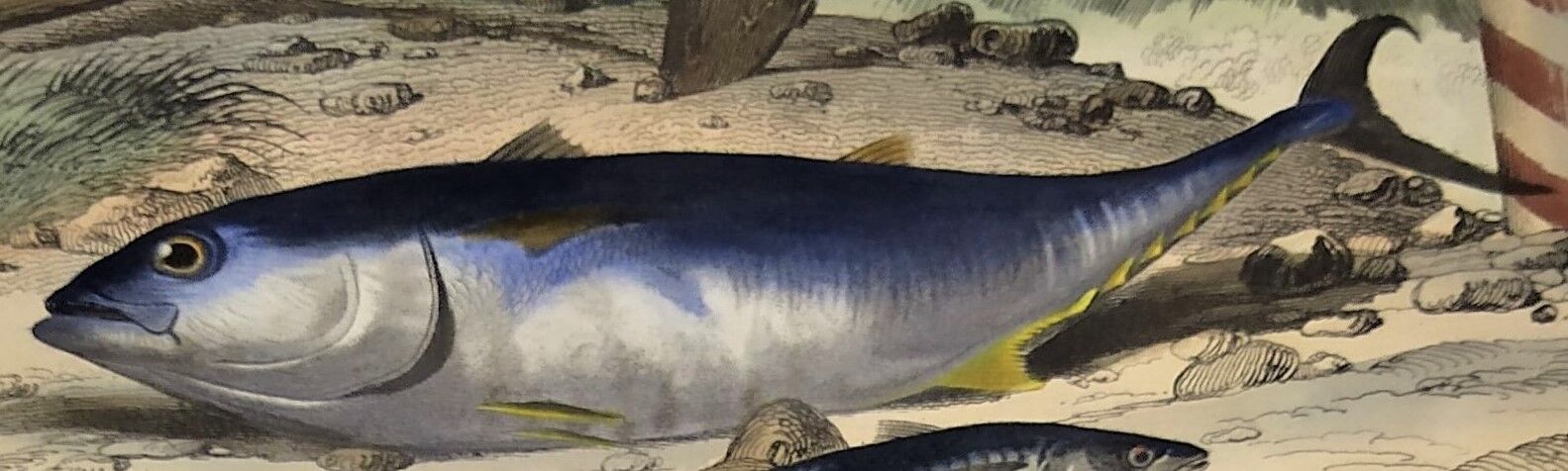 Original zoological plate of 1839 "tuna & mackerel"
