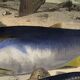 Original zoological plate of 1839 "tuna & mackerel"