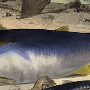 Original zoological plate of 1839 "tuna & mackerel"