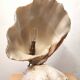 Clam shell lamp