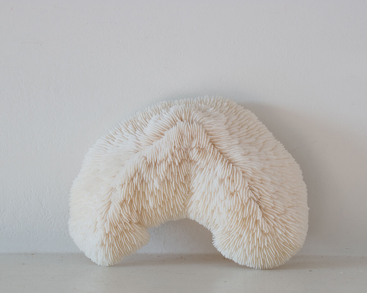 Old white coral 18 cm