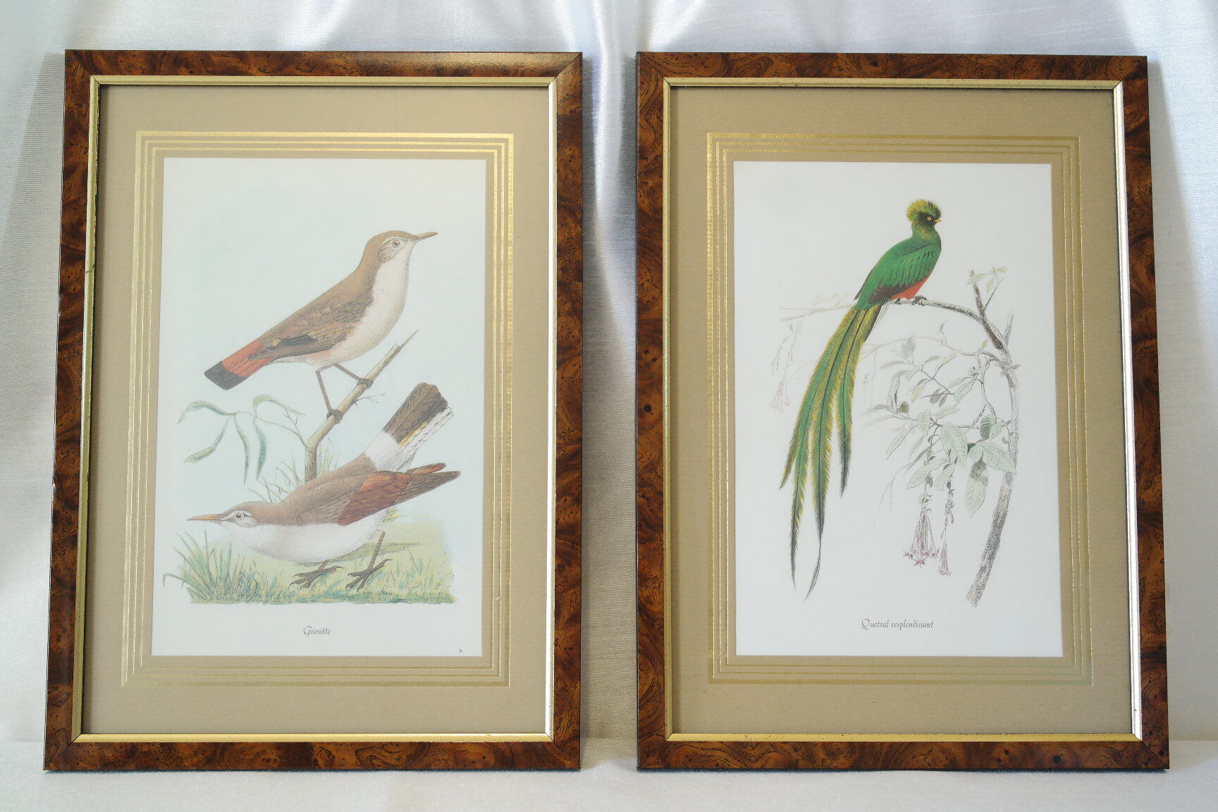 Pair of framed bird engravings