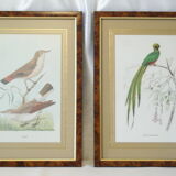 Pair of framed bird engravings