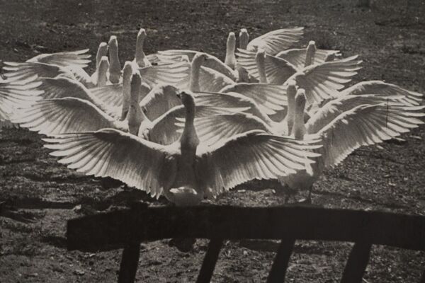 Photographie argentique Bernard Darot Le ballet des oies XXe