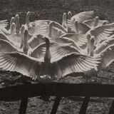 Film photography Bernard Darot The ballet of the twentieth century geese