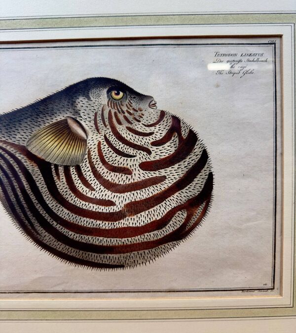 Gravure ancienne poisson globe – Ludwig Schmidt (XIXᵉ siècle)