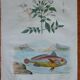 Lot of 9 old naturalist boards