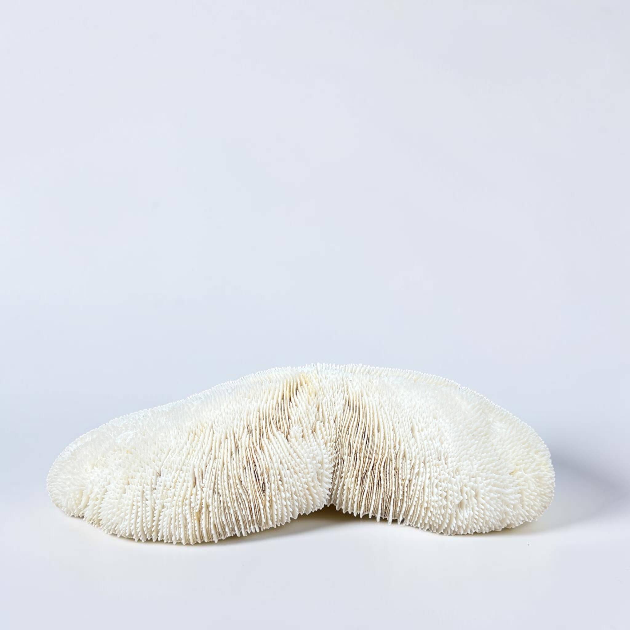 Grand corail blanc ancien à lamelles  coussin de requin 31 cm