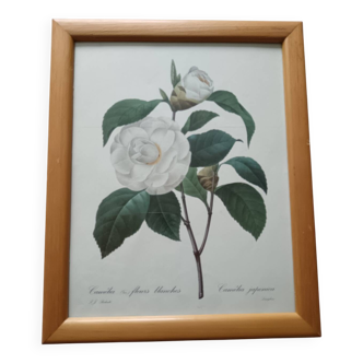 Botanical illustration and its vintage frame reboute