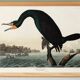 Affiche sur le Grand Cormoran, d’après une gravure ancienne de 1827.