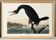 Poster about the Great Cormorant, based on an old engraving from 1827.