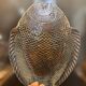 6 vintage Pasabahce clear glass fish plates