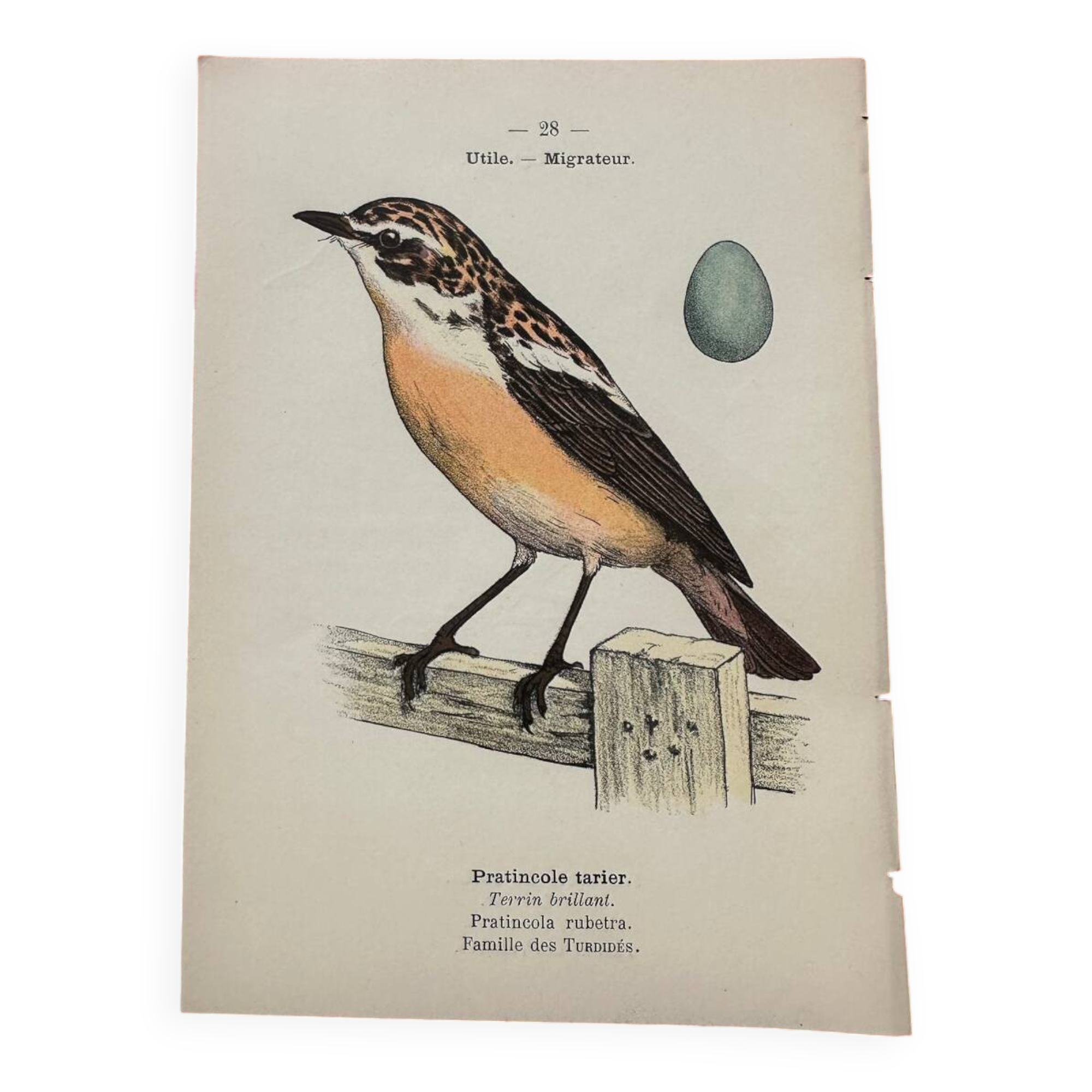 Botanical engraving birds double sided naturalist board