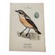Botanical engraving birds double sided naturalist board