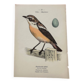 Gravure botanique oiseaux double face planche naturaliste