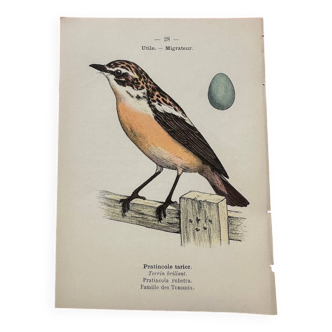 Botanical engraving birds double sided naturalist board